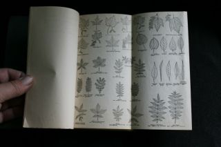 GIRL SCOUT - 1930 ' s NATURE PROFICIENCY BADGE NOTEBOOKS Bird & Tree 7