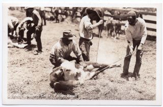 Vintage Rppc Postcard Branding Cattle Parker Ranch Waimei Hawaii Real Photo