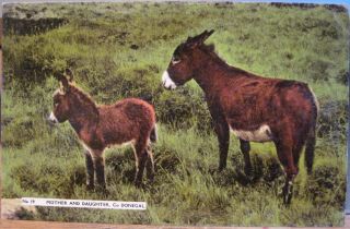Irish Scenes Postcard Donkey Mother & Daughter Co Donegal Ireland Ae Dickson 19