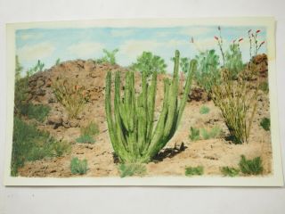 Hand Colored Tinted Photo Organ Pipe Cactus Near Tucson 3.  5 " X 5.  75 " Nov.  1938