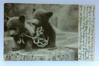 C.  1909 Bear Cubs Yellowstone Park Wyoming Wt Ridgley Vintage Postcard