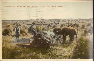 Canadian Harvest Scene,  Cutting The Wheat - Horse - Drawn Deering Harvester - 1924