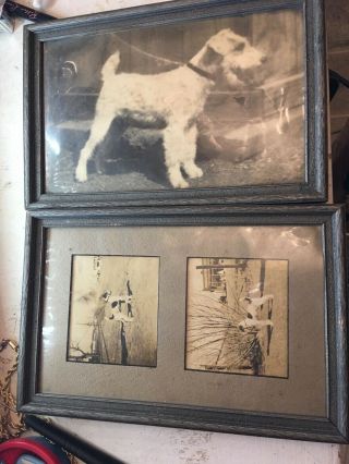 Vintage Dog Photos Wire Haired Fox Terrier Old Frames Framed Black White Picture