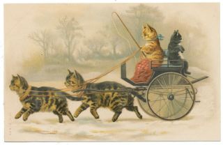 Helena Maguire - Cats Pull Other Cats In Wagon