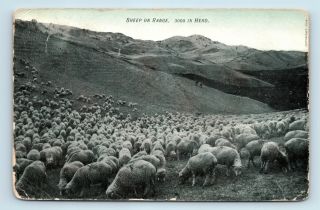 3000 Herd Sheep In Mountain Range - Havre,  Mt 1907 Cancel - Postcard - J1