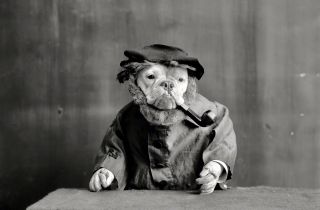 Crazy Vintage Dog Smoking Pipe Photo Bull Dog Circa 1905 Weird Funny Strange