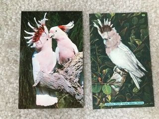 Two (2) Vintage Postcards Pink Cockatoos Parrot Jungle Miami Fl
