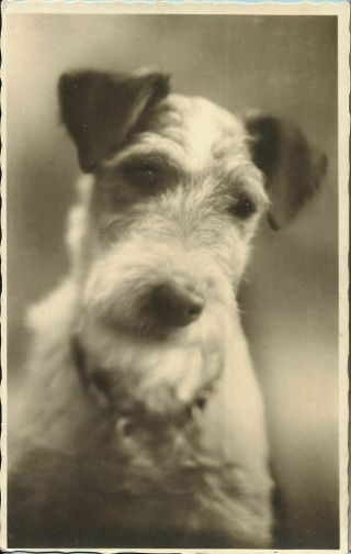 Rppc Portrait Wire Hair Terrier Dog Vintage 1920s Real Photo Postcard