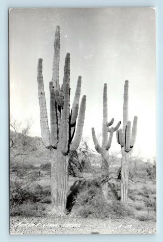 Giant Arizona Cactus - C1940s Vtg Photo Rppc - S4