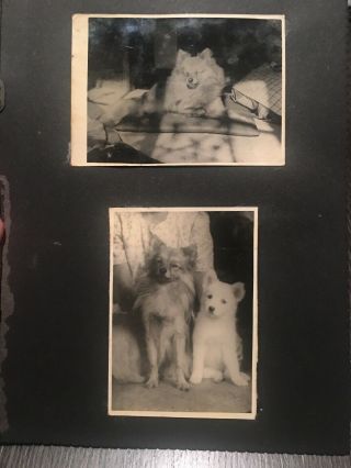 Japanese Post Ww2 Showa Photo Album Remnant Of A Family And Their Dog 1948 - 1952
