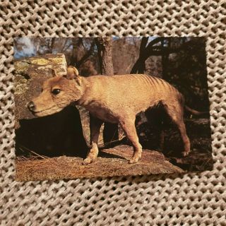 Tasmanian Tiger (thylacine) - Vintage Postcard