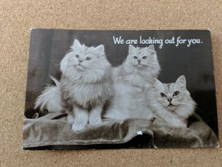 Cat Vintage Postcard.  Rppc.  3 Young Fluffy Cats.  British.  No Date.