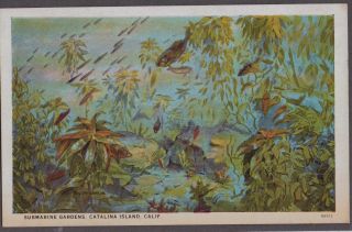 Vintage Pc Catalina Island Avalon California Submarine Gardens Fish Old Postcard