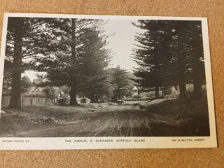 The Avenue,  S.  Barnabas,  Norfolk Island.  Beattie No 24