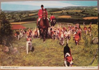 Irish Postcard Riding To Foxhounds Tally - Ho Ireland Hills John Hinde 2/1011 4x6