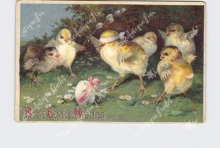 Ppc Postcard Best Easter Wishes Blindfolded Chick Tries To Crack Egg With Pussy