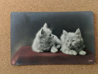 Cat Vintage Postcard.  2 Kittens On Dark Red Covered Box.  British.  Not Mailed.
