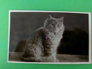 Cat Vintage Postcard.  Rppc? Adult Orange And White Cat.  British.  Pm 1911.