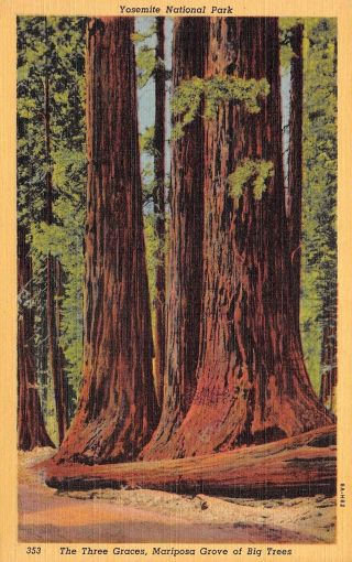 Q22 - 8322,  The Tree Graces,  Pariposa Grove,  Ca. ,  Postcard.