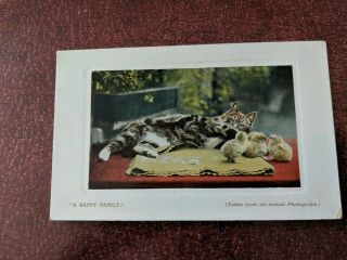 Cat Vintage Postcard.  Tiger Cat And Chicks.  British.  Not Mailed.