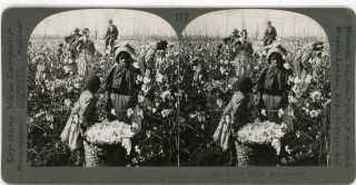 Stereoview Mississippi Black Americana Picking Cotton On Plantation 9506ve117afx