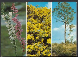 Australia Postcard - Flowers And Trees Of Australia Lc5259