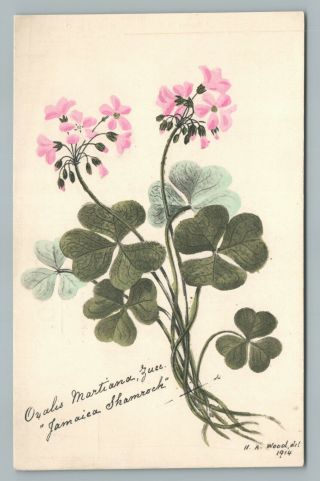 Jamaican Shamrock—jamaica Floral Series Pc Hand Colored Antique Ha Wood 1913