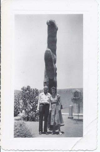 480p Vintage Photo Tucson Arizona 1952 Man And Woman Standing By Huge Cactus