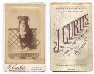Cdv Victorian Pet Dog Carte De Visite By Curtis Of Plymouth