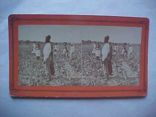 Black Americana - Early Stereoview - " Picking Cotton " - 1870 