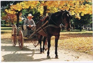 Massachusetts Postcard Old Sturbridge Village October Horse Buggy