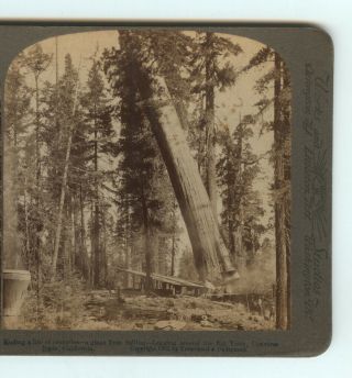 1902 Underwood Stereoview Giant Sequoia Falling,  Logging,  California