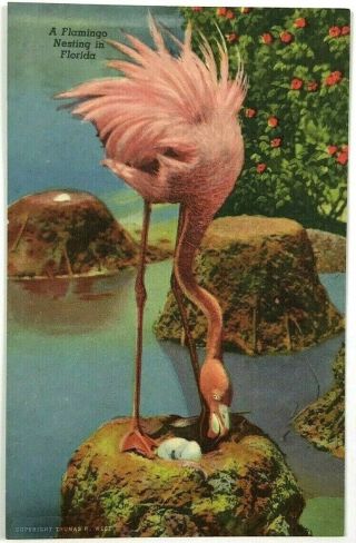 Lovely Flamingo Bird Nesting In Nest With Eggs Florida Fl Vintage Postcard