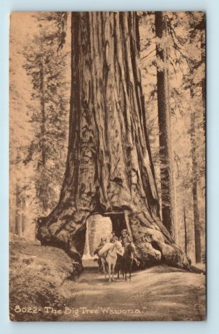 Wawona,  Ca - Early 1900s Carriage Through Big Tree Postcard - Y5