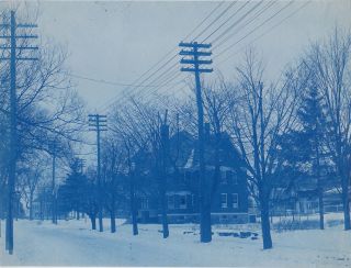 W Roxbury Mutilated Trees Roslindale Boston Mass Vintage 1905 Cyanotype Photo