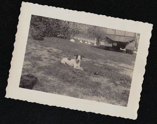 Vintage Antique Photograph Adorable Puppy Dog Laying In The Backyard