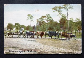 Horseless Age In The South,  Ox Pulled Wagon,  8 Oxen,  Circa 1910
