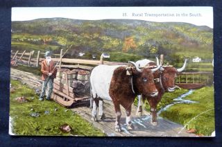 Rural Transportation In The South,  Ox Pulled Sled,  Circa 1910