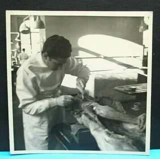 Vintage 1952 Autopsy Anatomy Lesson Medical Student 10x10 Cm Photograph