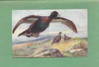 Capercailzie On Lovely A/s Eileen Drummond Vintage Raphael Tuck Postcard