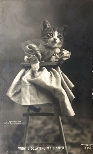 Vintage Kitten - Rppc Real Photo Postcard - Cat In A Dress Victorian Antique