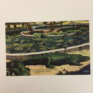 St.  Augustine Alligator Farm Florida Unposted Postcard