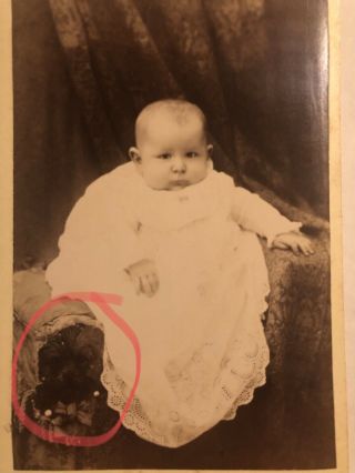 Very Odd Cabinet Card Photo Of A Baby With A Hidden Dog Canton Ohio