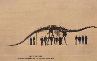 Diplodocus Dinosaur Denver Museum Of Natural History Colorado Postcard 1950 