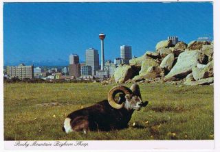 Alberta Postcard Calgary Zoo Rocky Mountain Bighorn Sheep City Skyline