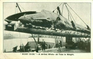 Pc Norway Moby Dick Whale Arctic Whaling Co Advert Norwegian Fishing 1931