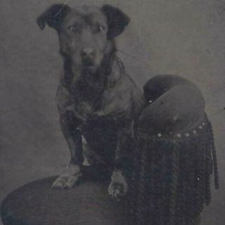 1890s Tintype Photo Family Pet Dog On Sitting On Chair