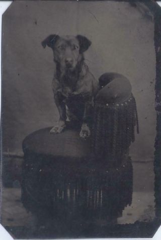 1890s TINTYPE PHOTO FAMILY PET DOG ON SITTING ON CHAIR 2
