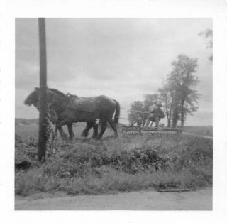 Amish Farmer Plowing Horses Intercourse Pa 1950s Vintage Black White Photos
