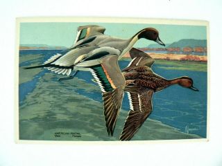 American Pintail Ducks National Wildlife Federation 13 Postcard 1939 Fl Jaques